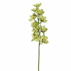 Cheapest 🔥 12 Pack: Green & Burgundy Cymbidium Orchid Stem by Allstate 🎉