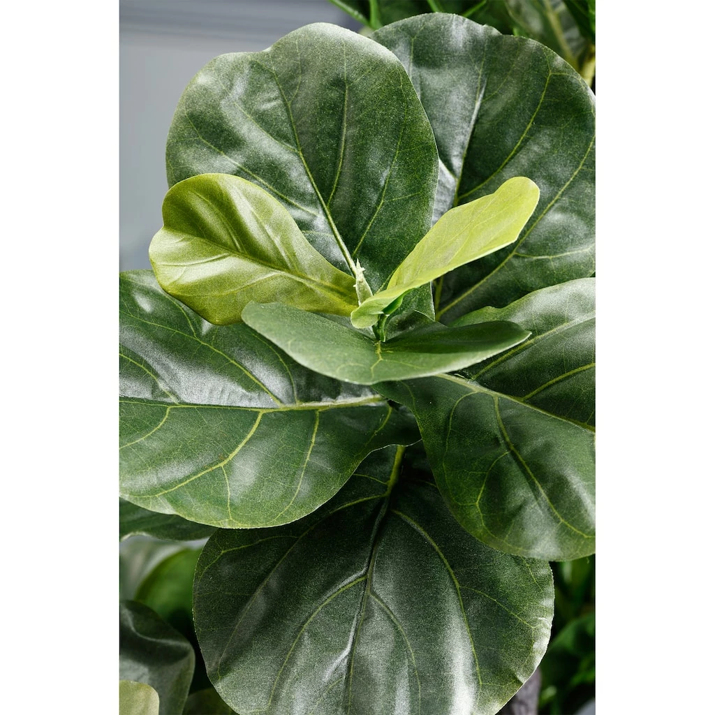 Best deal 🌟 6 Ft. Fiddle Leaf Fig Tree by Allstate ⭐ 2 Best deal 🌟 6 Ft. Fiddle Leaf Fig Tree by Allstate ⭐ - Image 2