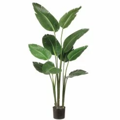 Cheapest 😉 5ft. Bird of Paradise Potted Plant by Allstate 🥰