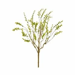 Best reviews of 🤩 Mini Eucalyptus Bush by Allstate 🧨