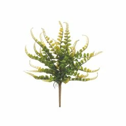 Best deal 🥰 Button Fern Bush by Allstate ✔️
