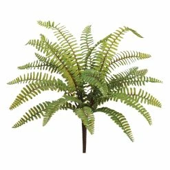 Buy 🥰 Boston Fern Bush by Allstate ⌛