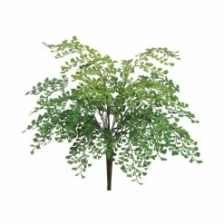 Best reviews of 🎁 Maidenhair Fern Bush by Allstate 🥰