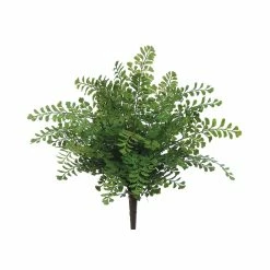 Cheap 💯 Maidenhair Fern Bush by Allstate 🎉