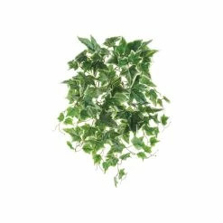 Best reviews of ⭐ Cream Green Ivy Bush by Allstate 🎉